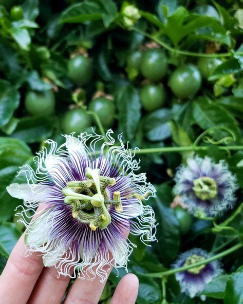 21 Passion Fruit Trellis ideas in 2021 | passion fruit, garden vines ...