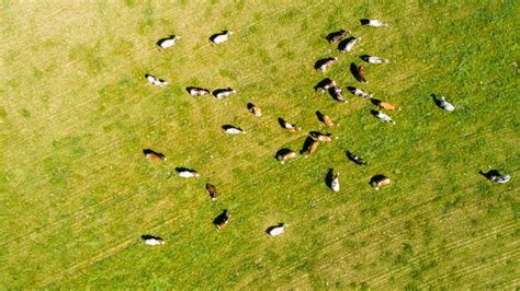 Premium Photo | Aerial view of cows in a herd on a green pasture view ...