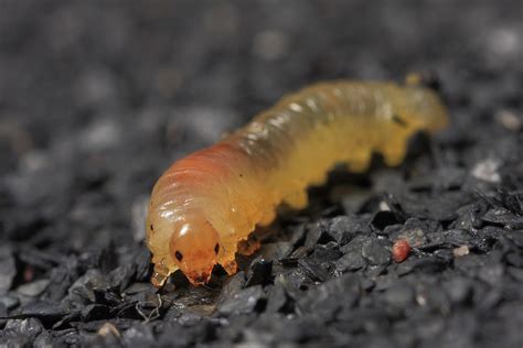 Sawfly Larvae – wildlifemacro