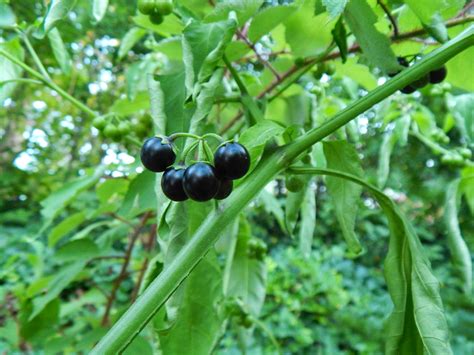 Capital Naturalist by Alonso Abugattas: Black Nightshade