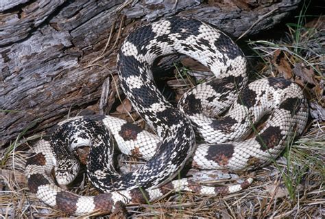 Pine Snake (Pituophis melanoleucus) - HERPING VIRGINIA