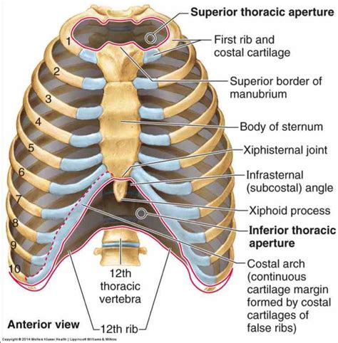 Anatomy Of Ribs : Rib Bone Anatomy Quiz - Perry Tillman