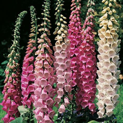 Foxglove 'Excelsior Mixed' Bi-Annual Cottage Garden Plug Plants Pack x6 ...