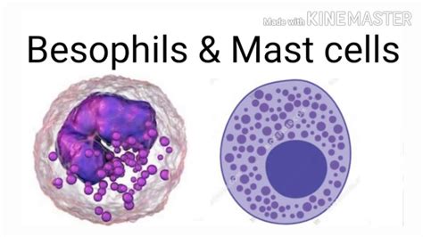 Neuvěřitelný Klamání Způsobit mast cells vs basophils mírné Možný Oplatka