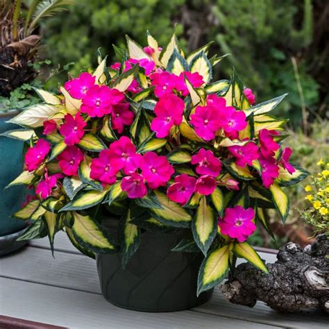 New Guinea Impatiens: A Colorful Option for Shade and Part-Shade ...