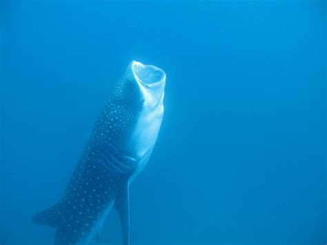 Whale shark logs longest-recorded trans-Pacific migration | Science Codex