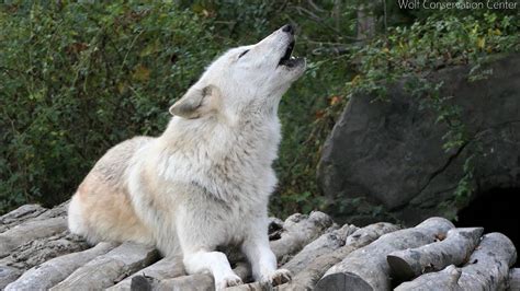 Twenty Five Wolves Howling - YouTube