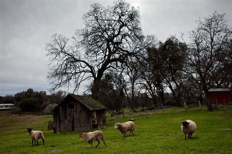 Farm animal sanctuary protects its charges