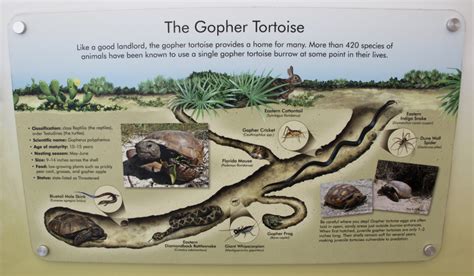 Life on s/v Prodigal: Environmental Study of the Gopher Tortoise