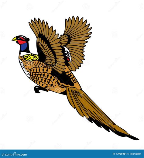 Pheasant bird flying up stock vector. Illustration of colorful - 17068884