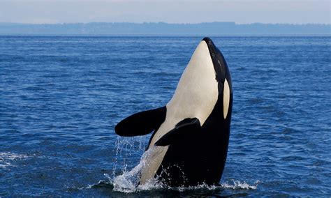 Orca | Defenders of Wildlife