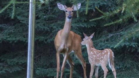 Rare, antlered female deer with twin fawns visits Thunder Bay yard ...