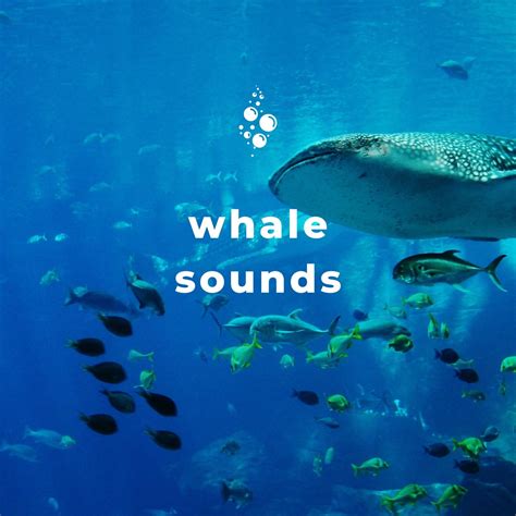 ‎Apple Music에서 감상하는 Underwater World, Nature Therapy & Whale Song의 ...