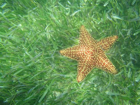 Red Cushion Sea Star (Oreaster reticulatus) - ANGARI Foundation