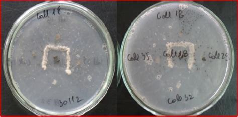 Complementation tests on MM between auxotrophic mutants of C ...