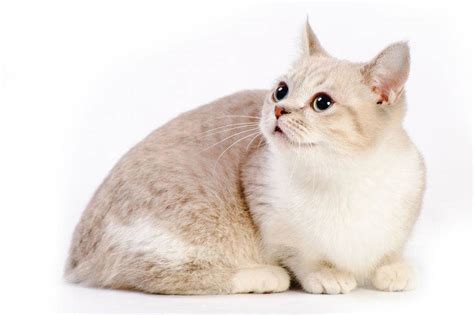 Munchkin Cat - Everything You Need to Know About the Breed