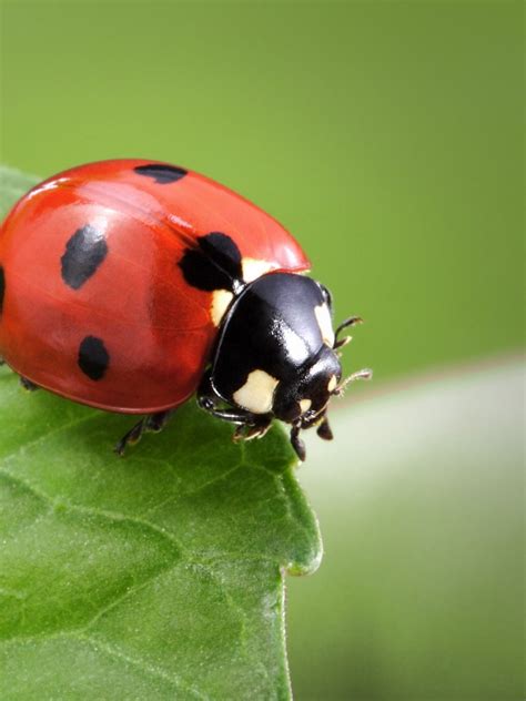 Ladybirdbug On Explore Ladybird Ladybug Bugs