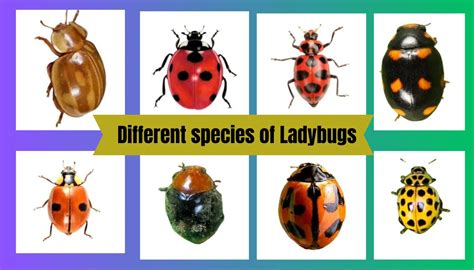 Different species of Ladybugs - World WiKi