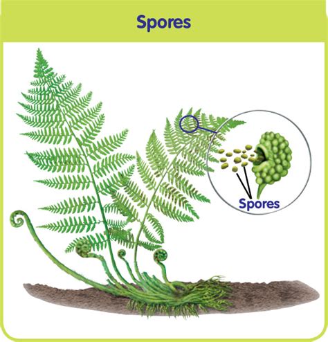 Spore Formation Class 10 - CBSE Class Notes Online - Classnotes123