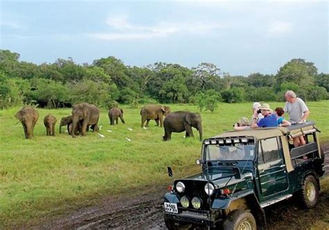 MINNERIYA SAFARI TOURS (Habarana) - What to Know Before You Go