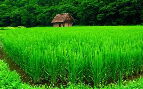 Desktop Wallpaper 4k Green Nature Arboles Hijau Arbol Daun - Wallpaper 4K