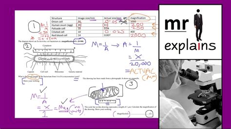 Magnification Formula Biology