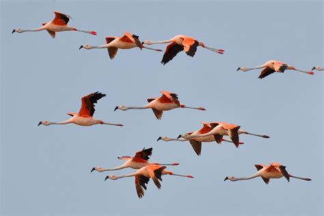 Chilean Flamingo Flying Photos (phoenicopterus Chilensis) Is A Large ...