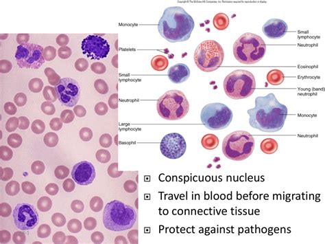 White Blood Cell Lab