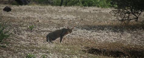 African Wildcat: Habitat, Behavior, and Conservation