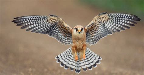 Falcon - Fledge Spotting Peregrine Falcon Pair Nesting On Alcatraz ...