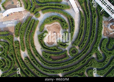 Aerial view of the maze, which could be the world's biggest hedge maze ...