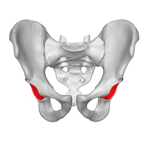 Acetabulum (Hip Socket) Explained - Anatomy 101 for Patients