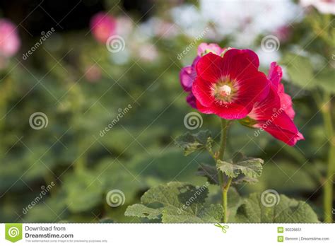 Pink Papaveraceae stock image. Image of flowers, focus - 90226651