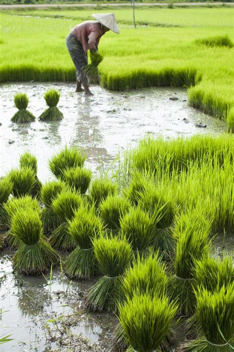 Rice plantation in Laos editorial stock image. Image of green - 26634514