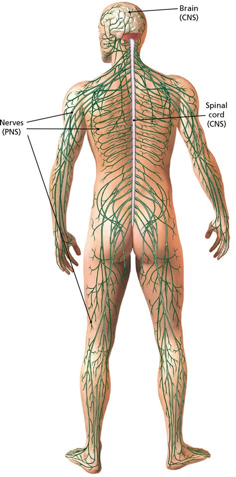 Human Body Back Nerves