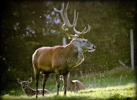 Irish Red Deer - The native Irish deer | Red deer, Special places, Deer