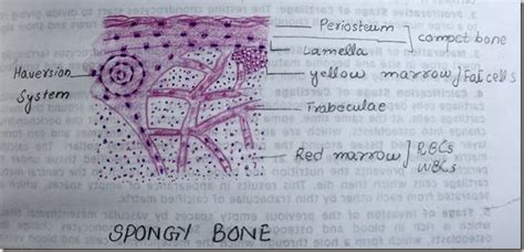 Histology Slides Database: spongy bone high resolution histology diagram