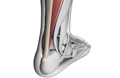 Achilles Tendon Anatomy