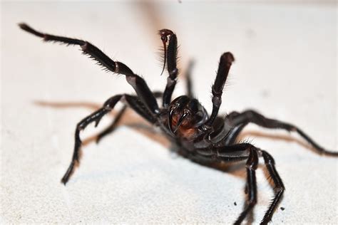 World's deadliest spider: the funnel-web - Australian Geographic