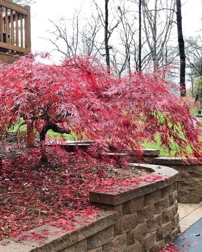 20 Dwarf Japanese Maple Varieties – World of Garden Plants