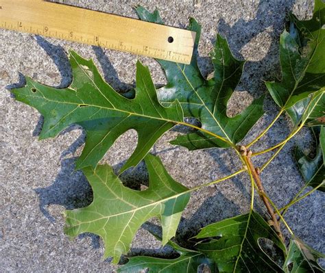 Northern Red Oak leaves and stem | Red oak leaf, Deciduous trees, Oak ...