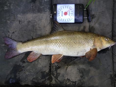 Danny's Angling Blog: Barbel and Chub Fishing...just what the doctor ...