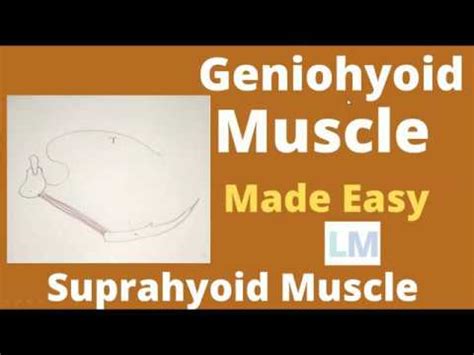 Geniohyoid | geniohyoid muscle | geniohyoid muscle action |geniohyoid ...