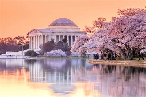 Washington DC Cherry Blossoms: The Ultimate Guide To Visiting