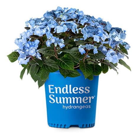 ENDLESS SUMMER® INTRODUCES POP STAR™ HYDRANGEA | Bailey Nurseries