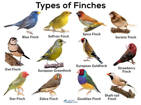 Different Types of Domestic Finches