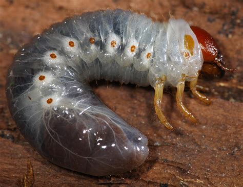 All of Nature: June "Bug" Larvae Demo Insect Breathing Spiracles