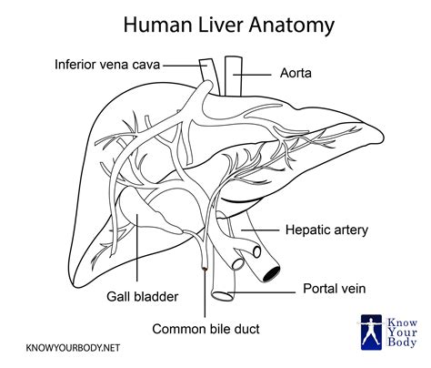 Liver - Location, Functions, Anatomy, Pictures, and FAQs