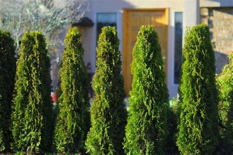 Types Of Cedar Trees For Landscaping