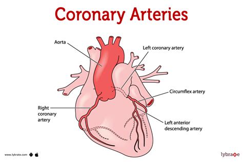 Coronary Circulation Diagram Blood Flow